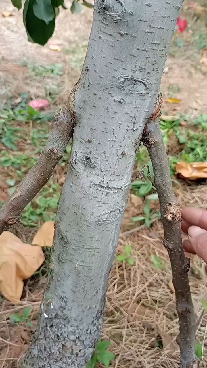 果树桥接救命的嫁接技术