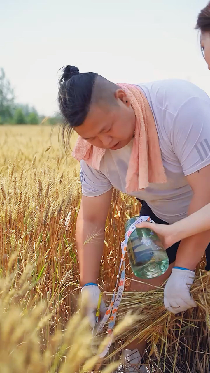 收麦子搞笑