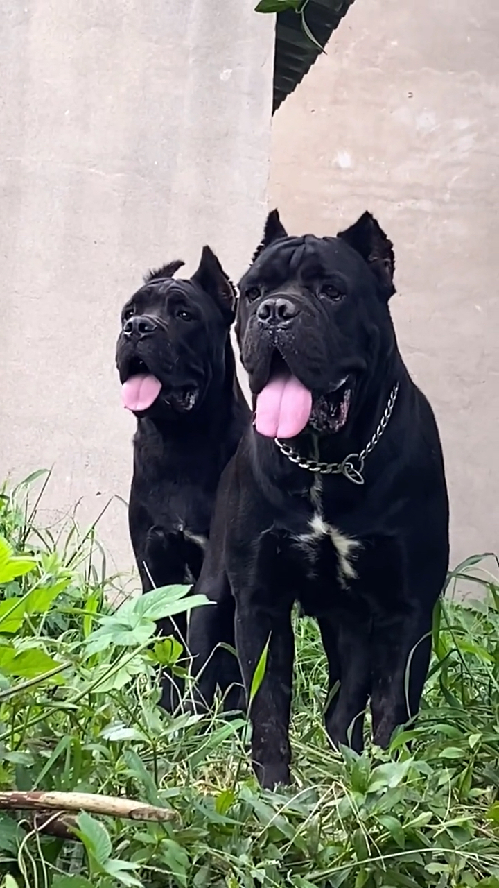 卡斯罗#王者霸气归来.