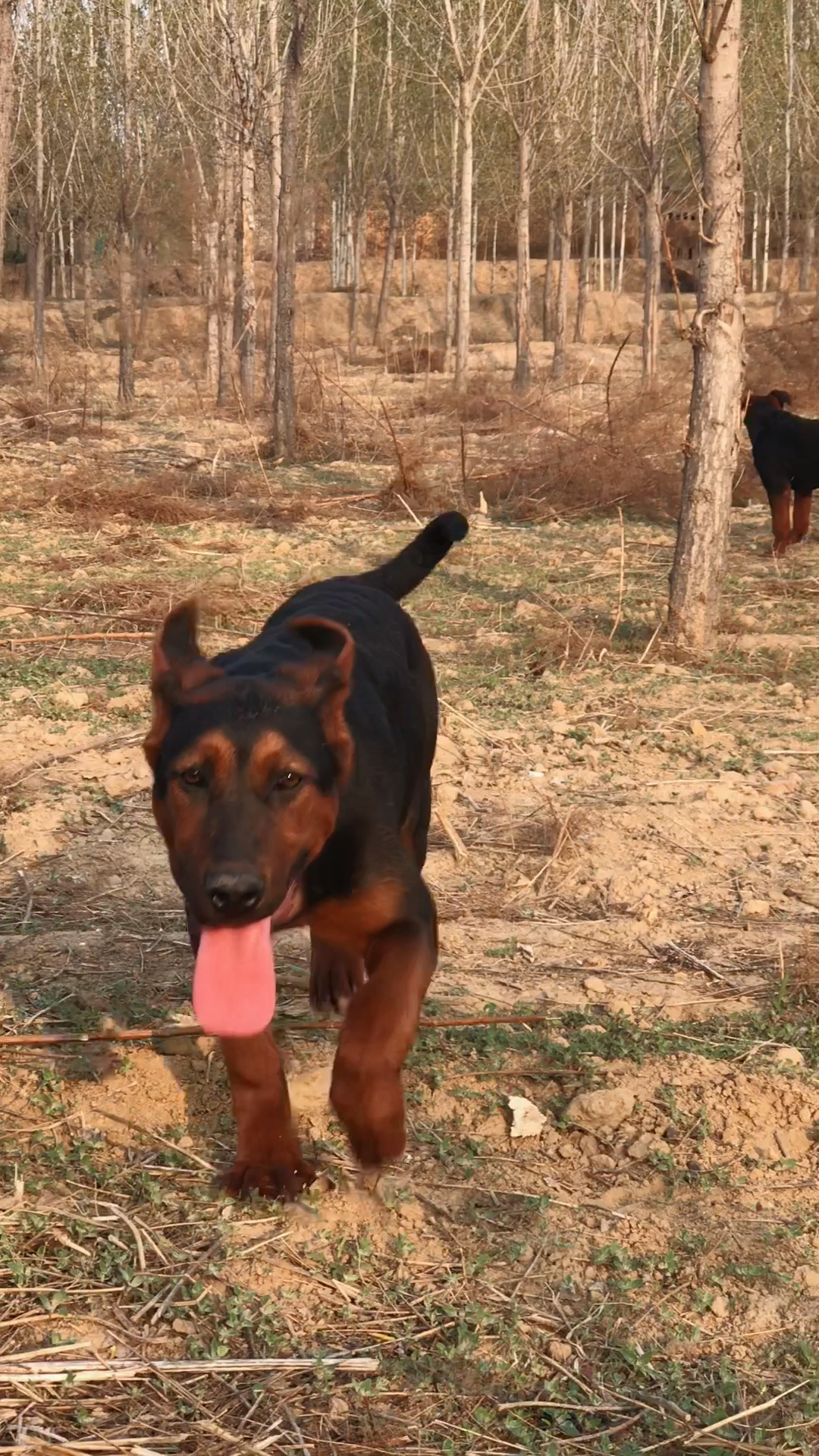 莱州红犬莱州红犬苏联红犬中国红犬