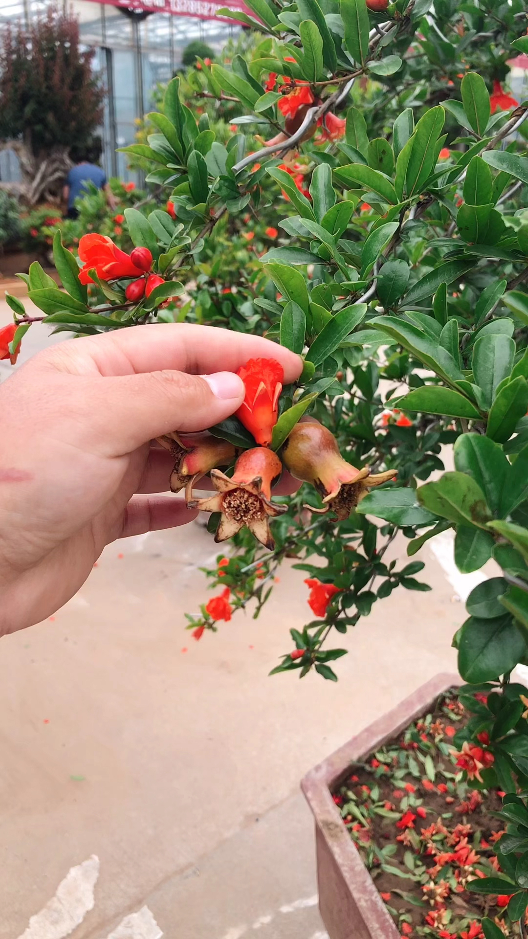 大红袍石榴
