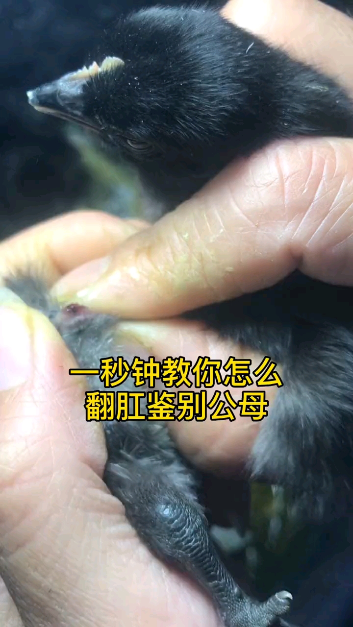 一秒钟教你怎样翻肛分公母.-度小视