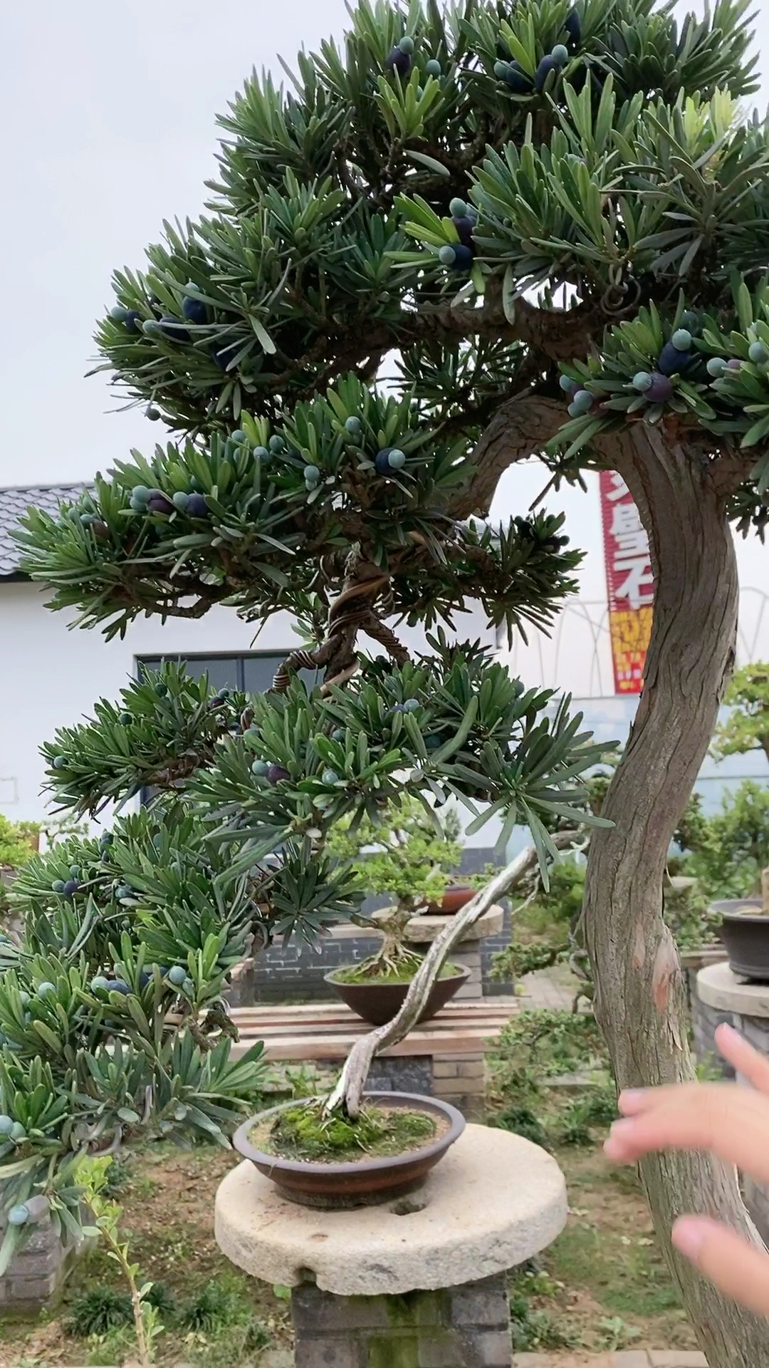 文人造型罗汉松