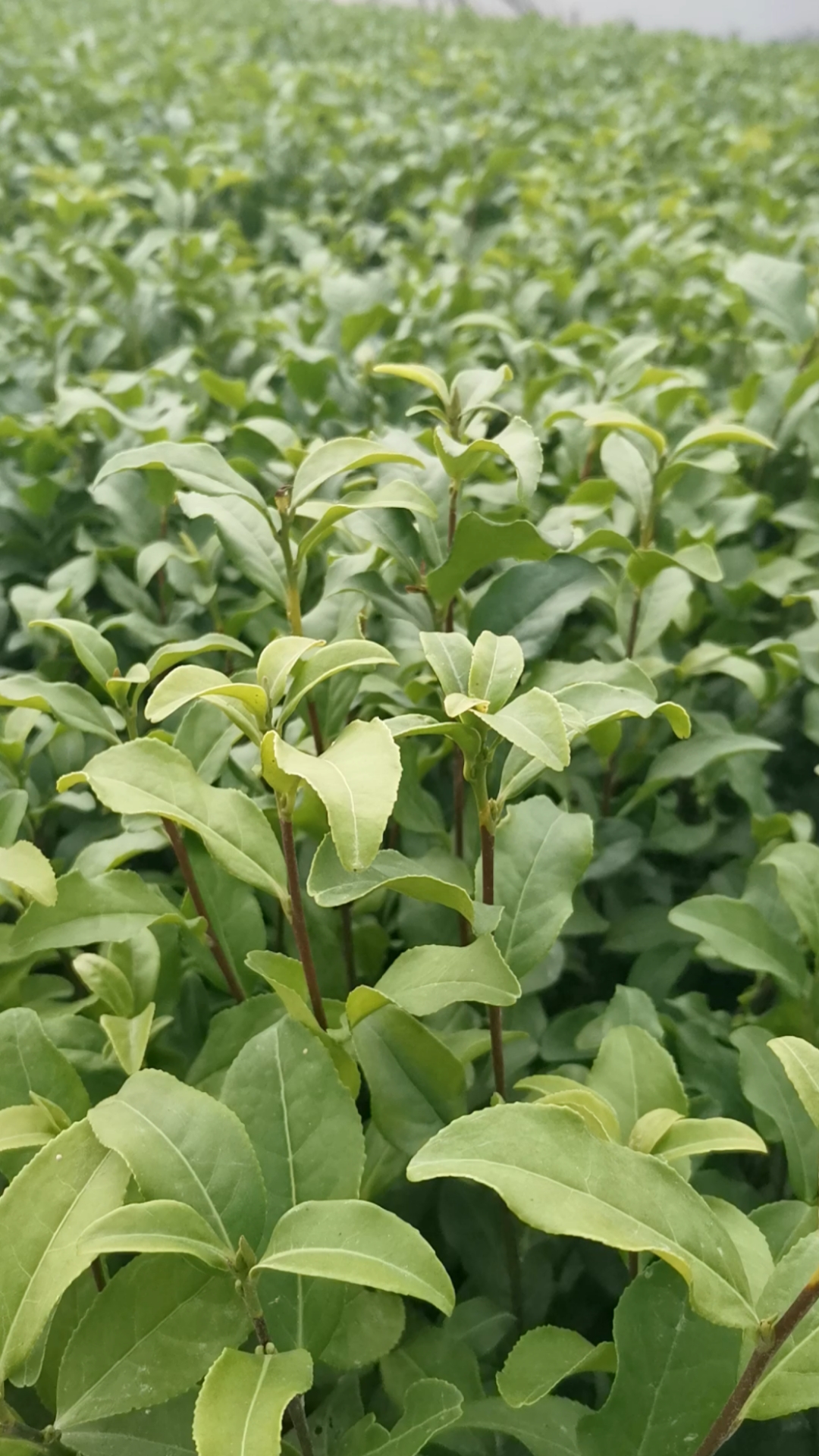 茶苗#贵州遵义金牡丹茶树苗批发,三明广东梅州汕尾金牡丹茶树苗种植