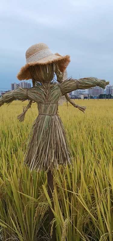 乡村生活#稻田的忠诚守护者,可爱又善良的稻草人.