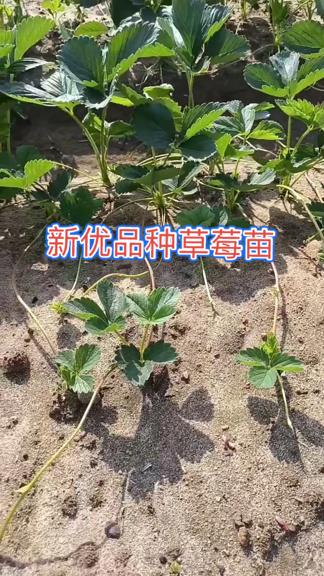 草莓苗繁育的草莓苗匍匐茎长势良好秋季出圃新优品种草莓生产苗