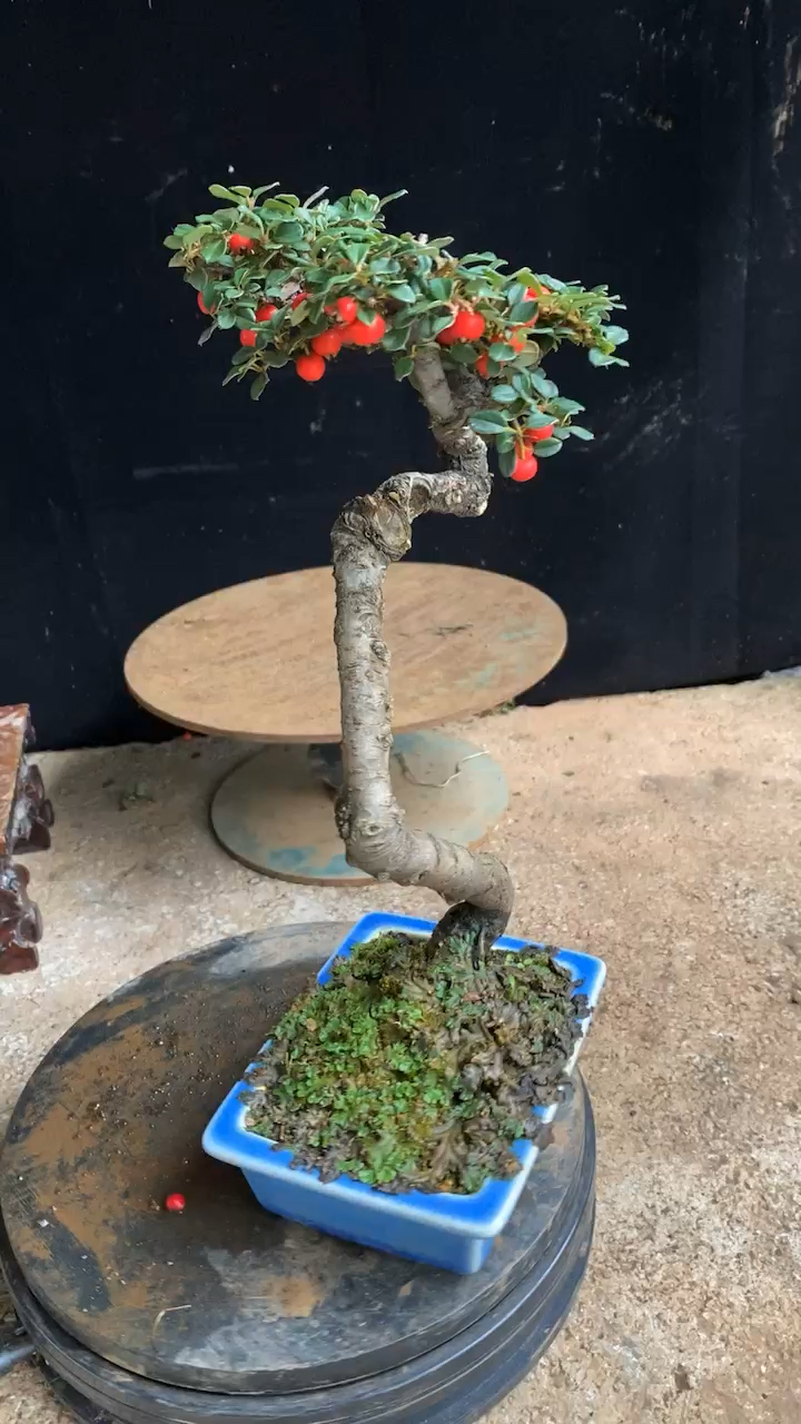 白花珍珠大果荀子