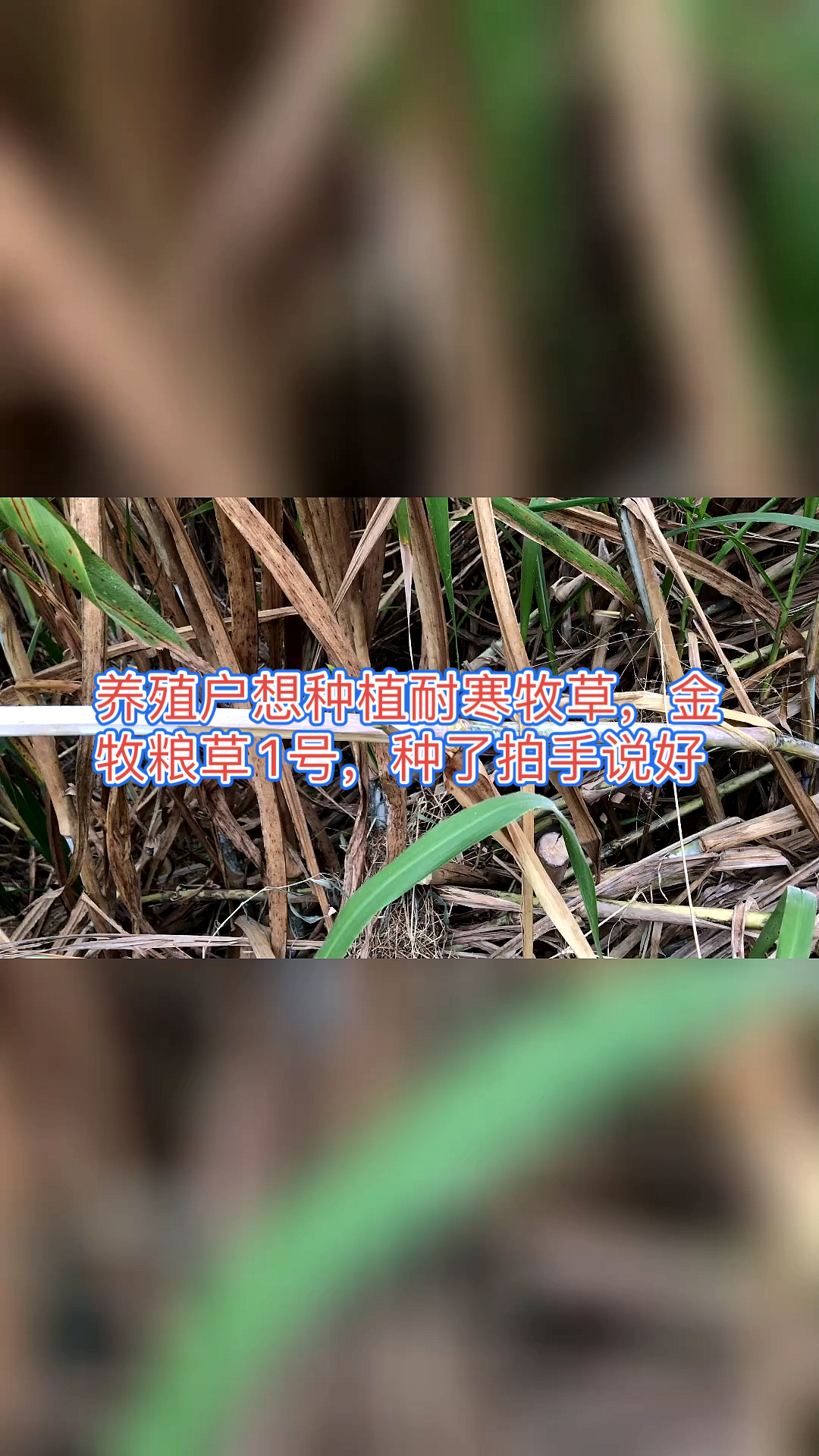 高产牧草种子#养殖户想种植耐寒牧草,金牧粮草1号,种了拍手说好