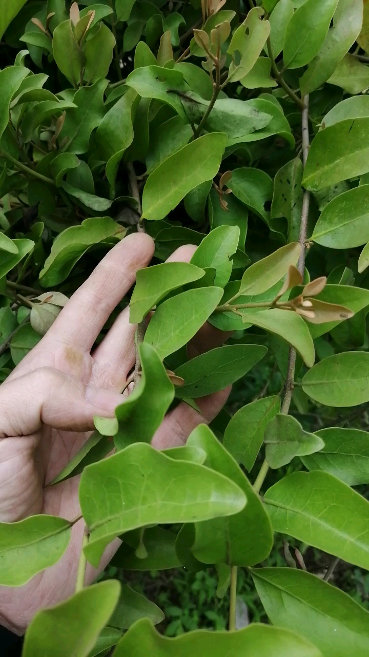 盆景#树寄生～全长到紫薇上面了!