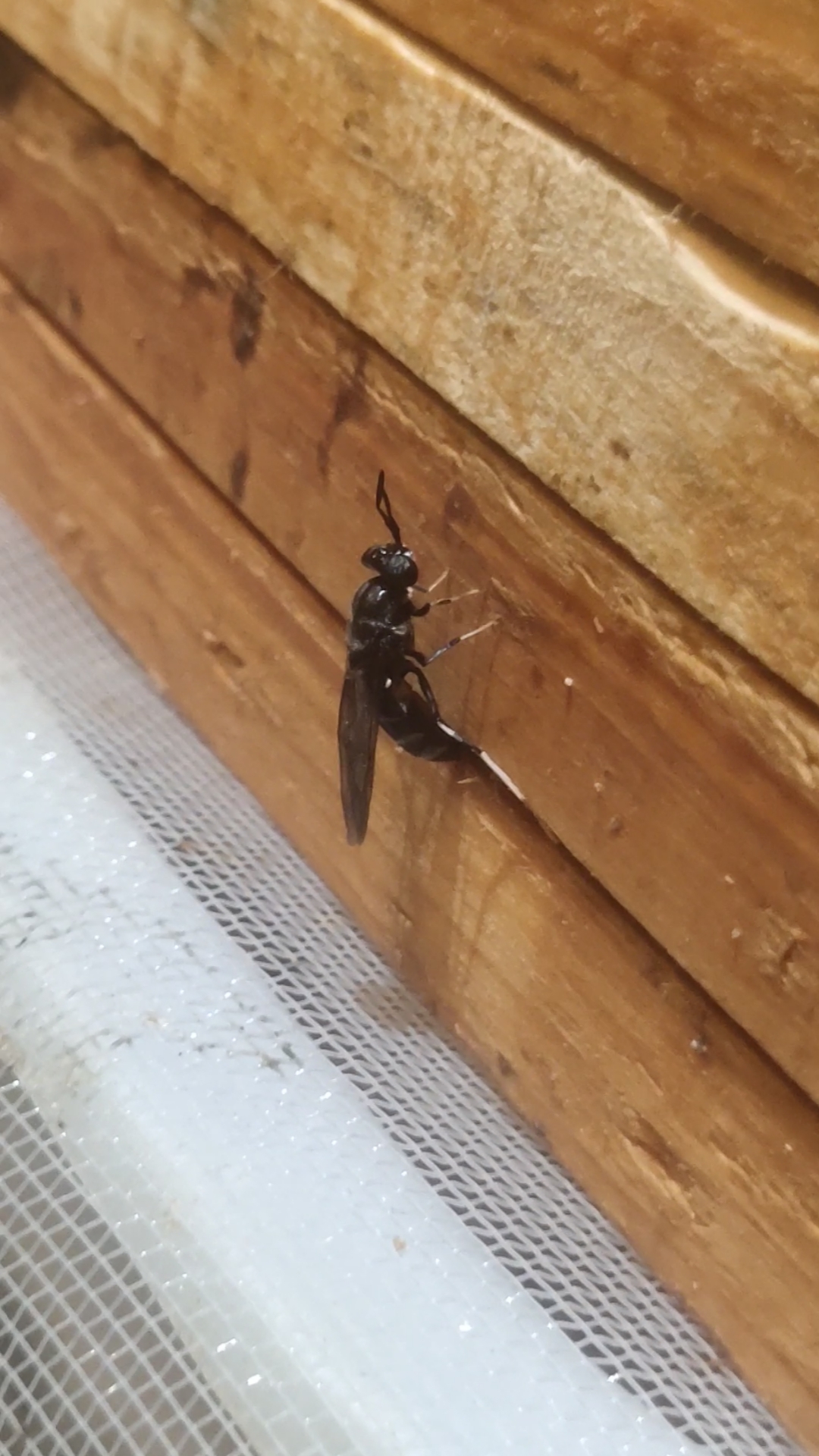 黑水虻养殖#刚放上去,又开始产卵了