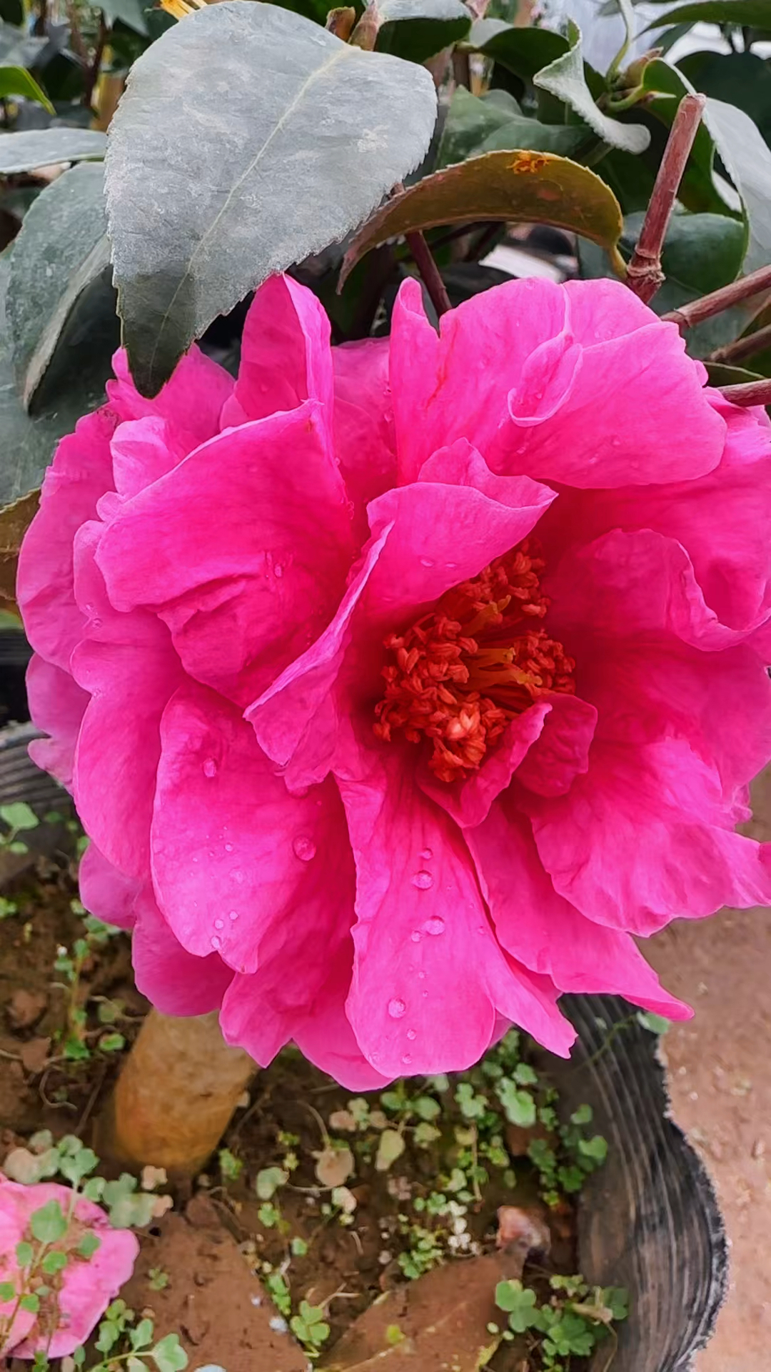 牡丹皇后茶花开品鉴赏!-度小视