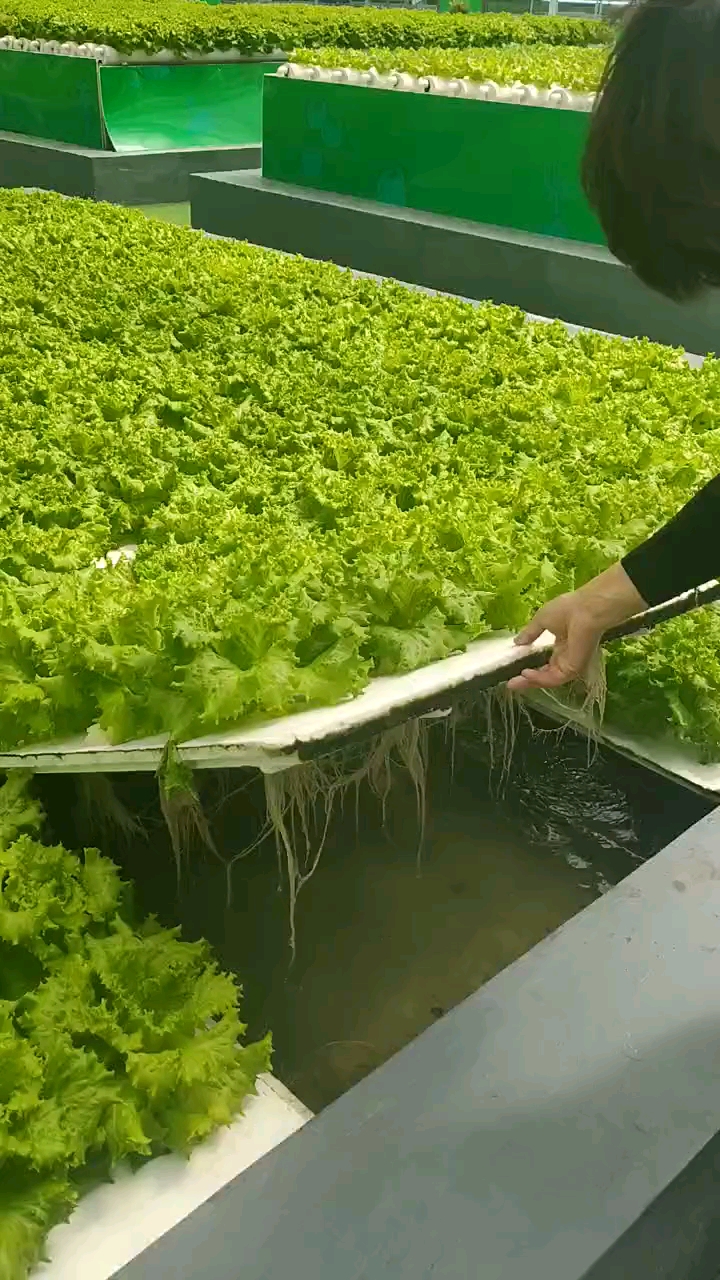 无土栽培蔬菜,在水里就可以种菜,周期短,又卫生.