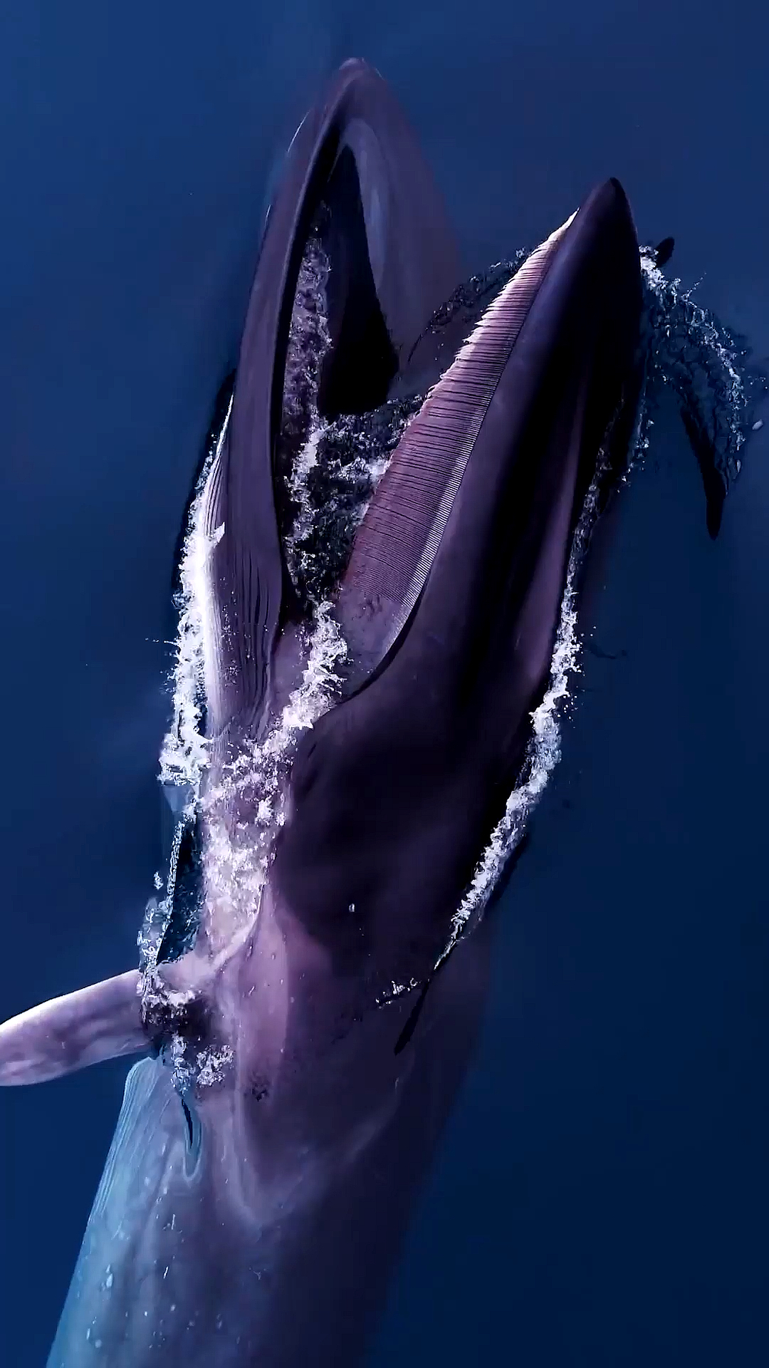 长须鲸#深海孤寂长须鲸鲸吞捕鱼,长须鲸体型仅次于蓝鲸