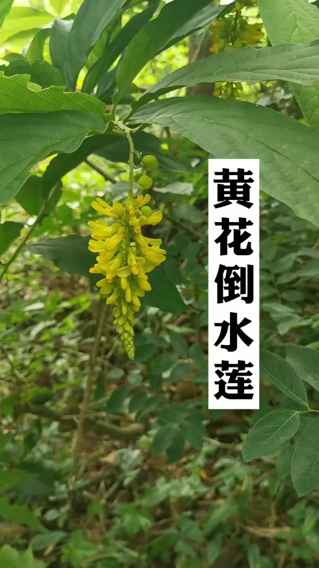 黃花倒水蓮,和蓮花無絲毫相似,為什麼有一蓮字?