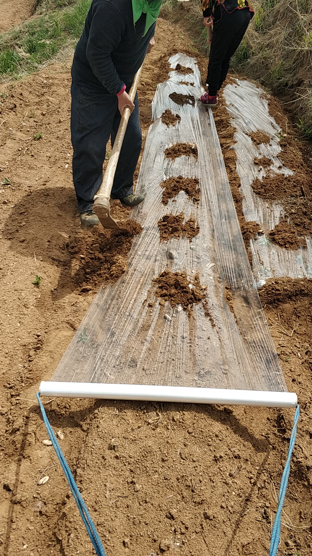 五一劳动节#全家总动员种花生盖地膜