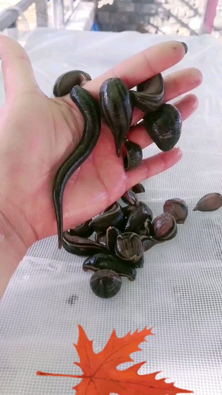 我公司提供技术,幼苗,签订回收合同,东北水蛭养殖期短,三个半月左右