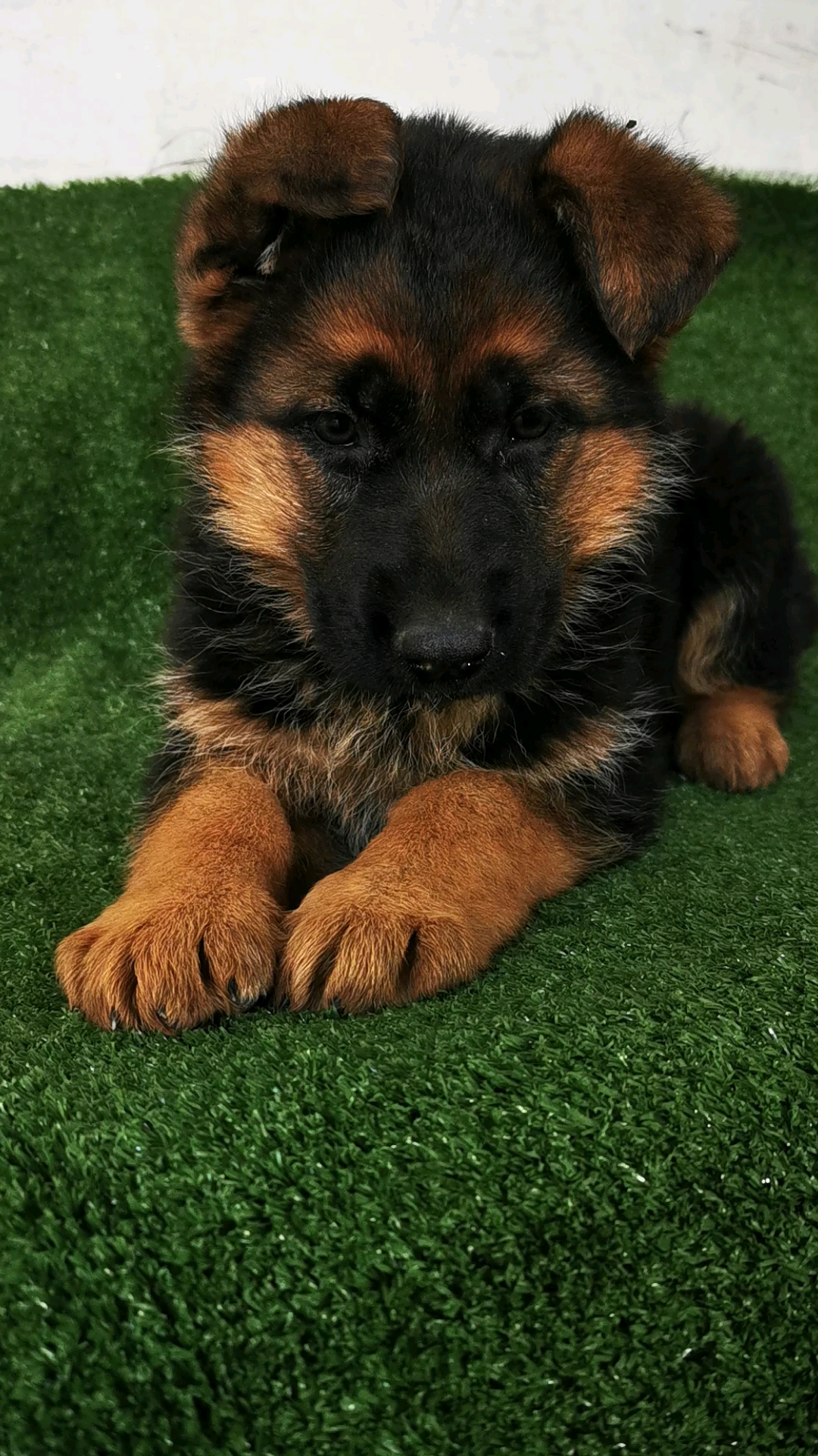 小狼狗幼崽找新家,感谢大家关注