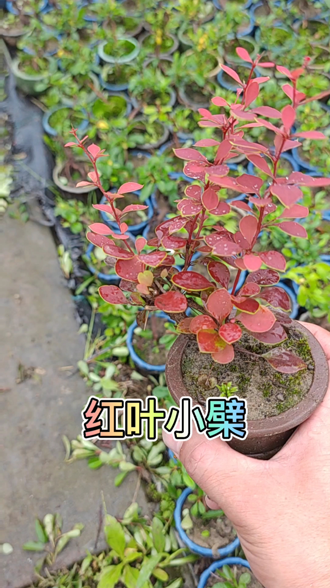 花卉绿植#红叶小檗微型盆景素材-度小视
