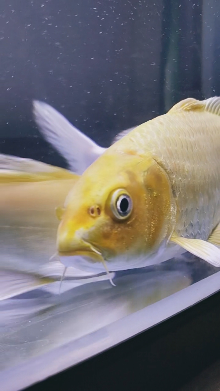宠物最可爱的样子#养了好几年的鱼,金银鲤鱼,可爱吧?