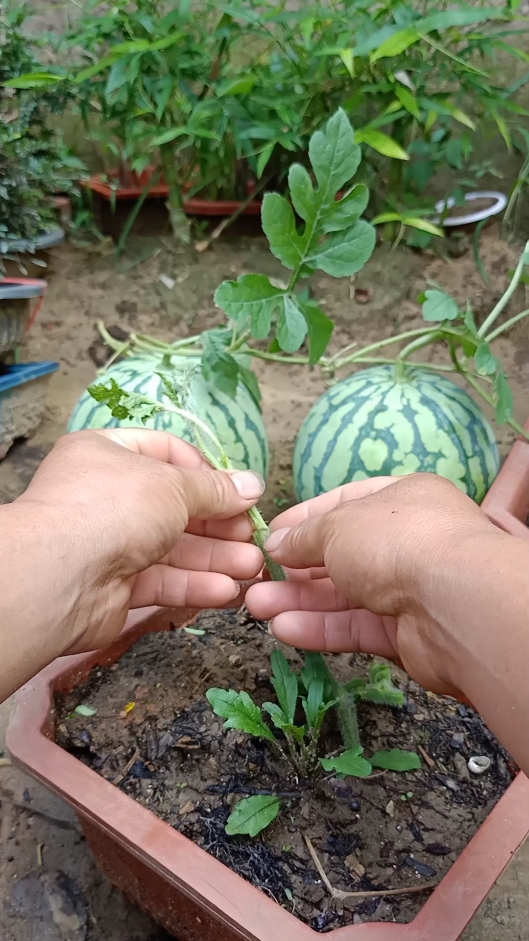 嫁接技术#劈接西瓜技术,南瓜做钻木,提高产量千倍,抗重茬,一般人不懂