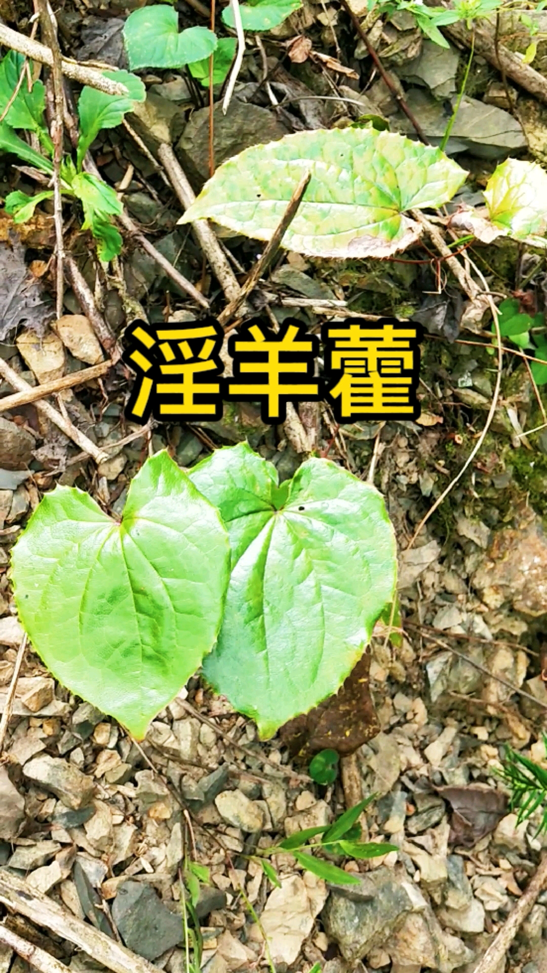 认识中草药这种植物为什么叫淫羊藿呢