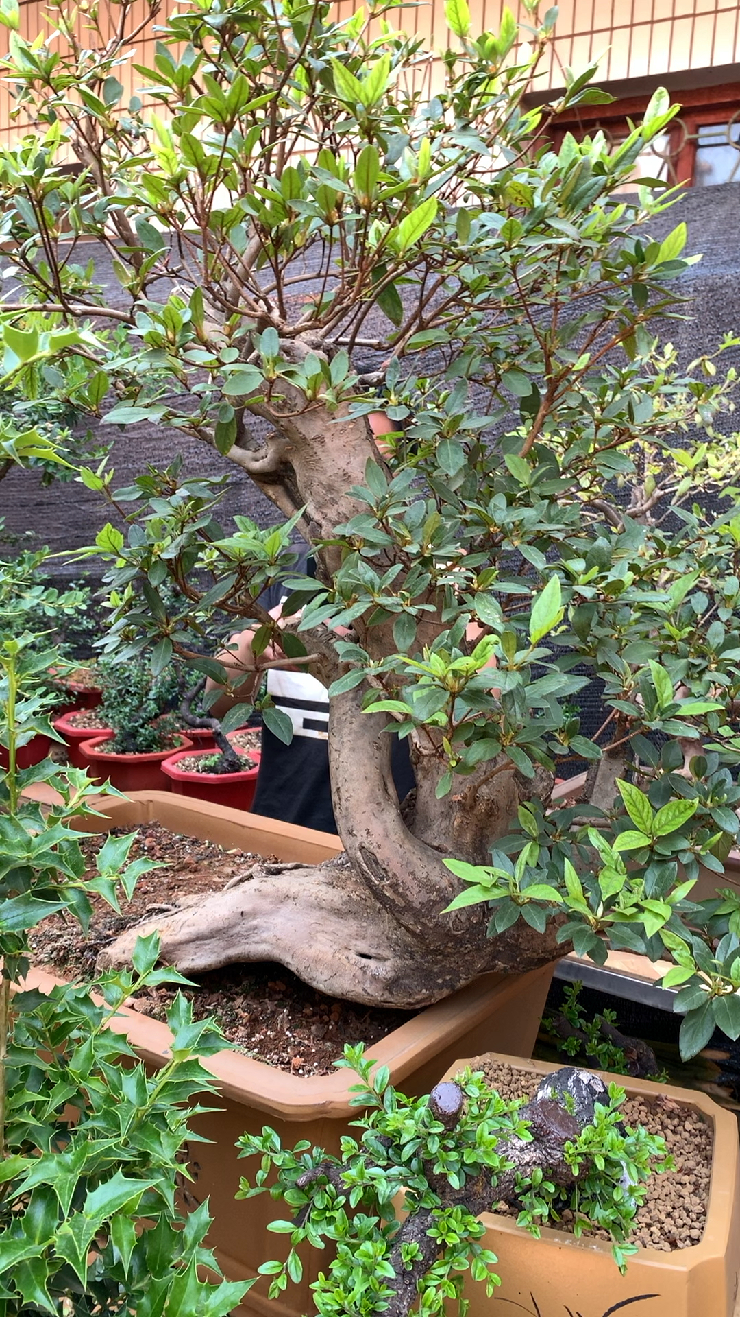 映山红花苞满满