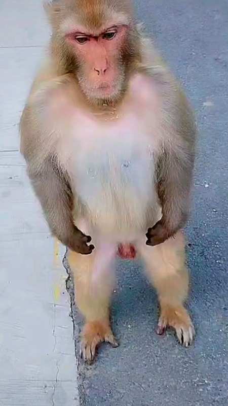 保护野生动物#猴子站起来笑死我了.太行山野生猕猴.