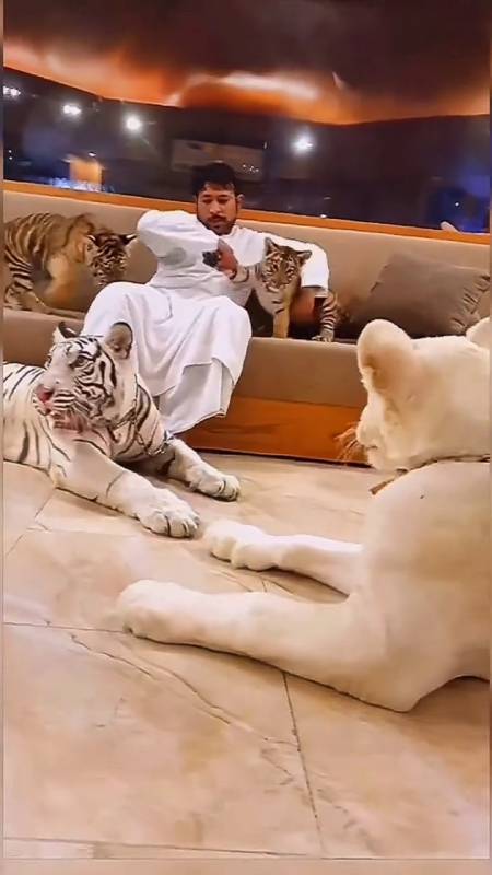 迪拜人养老虎图片