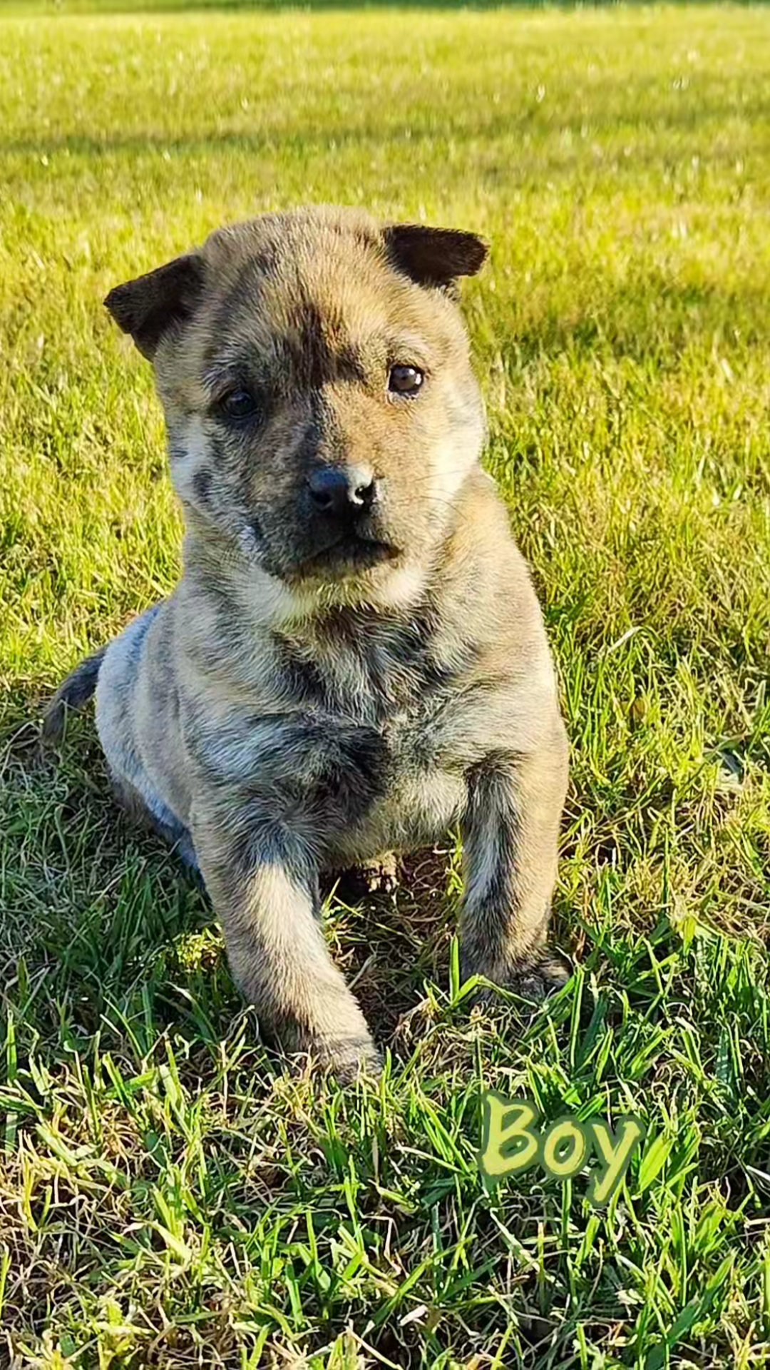 广西土猎犬虎斑酷帅男宝宝警觉探索型