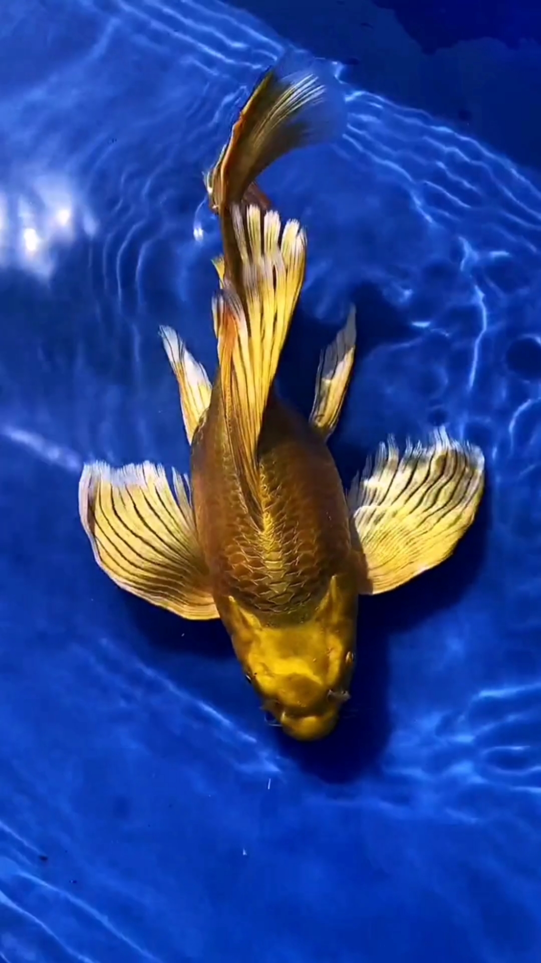 金光闪闪蝴蝶鲤,多福多寿多财运,祝大家好运连连,财源滚滚