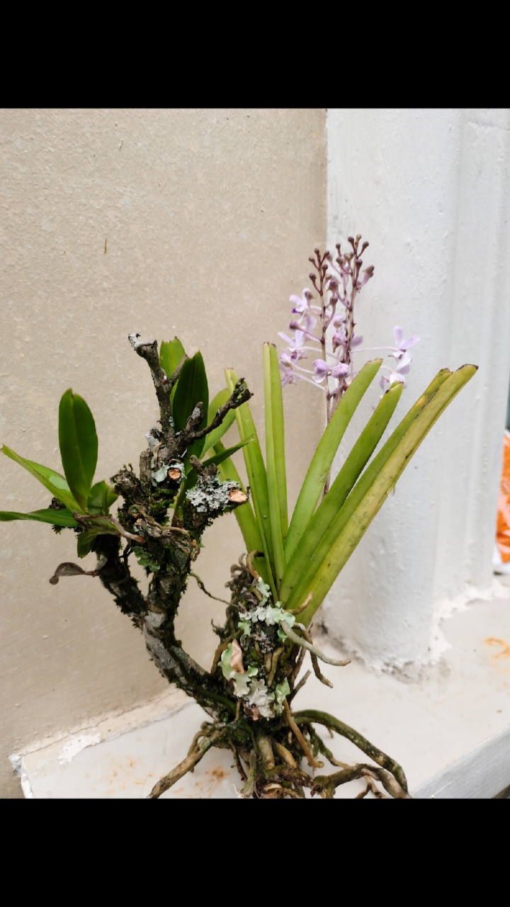 石斛记#小花万代兰开花了,还有两颗小的指甲兰寄生在一起