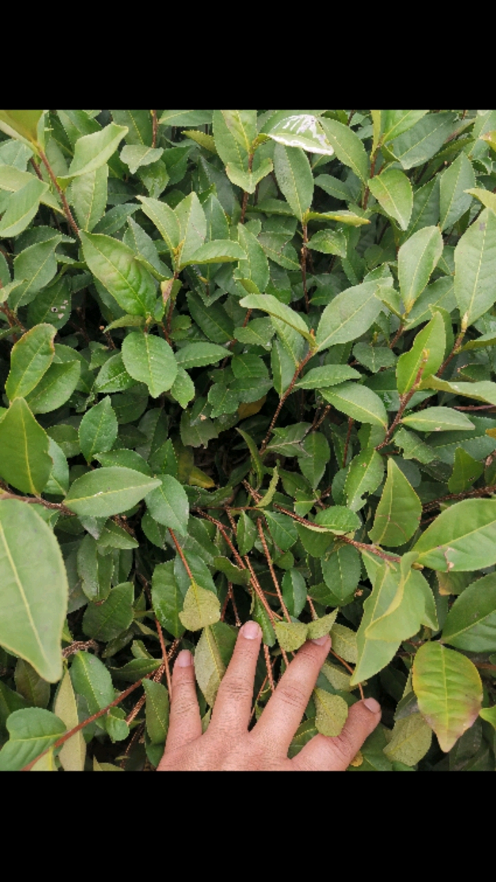 茶苗#水仙茶苗,福建福安茶苗#福安茶苗#茶苗#三明#南平#广东#贵州