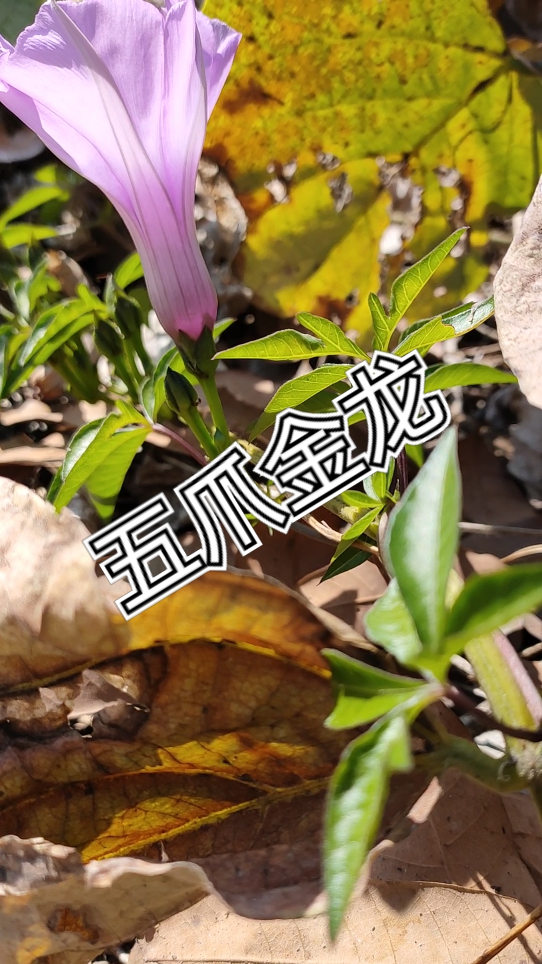 过好冬天#百草中药之五爪金龙