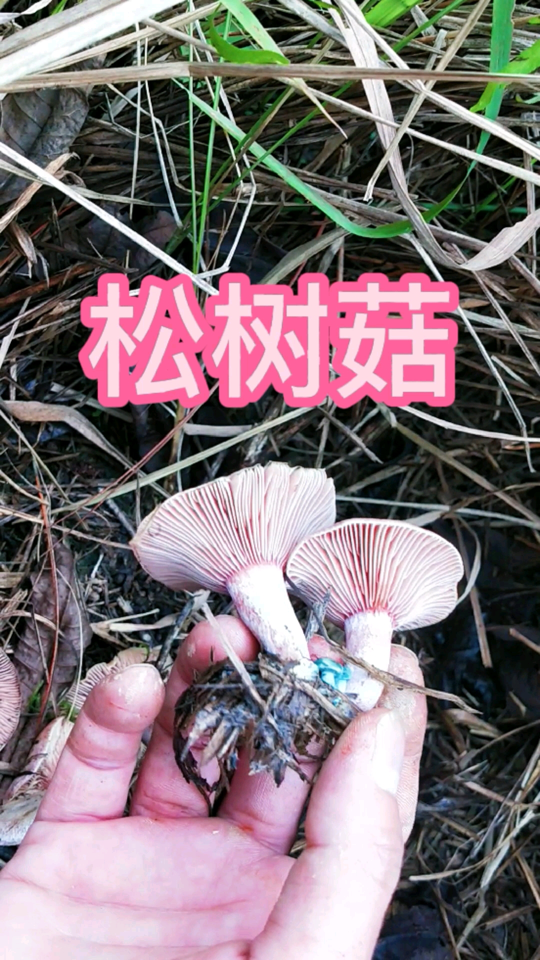 大自然的馈赠松树菇别名松毛菇松针菇等名味道鲜美清爽是真正难得的