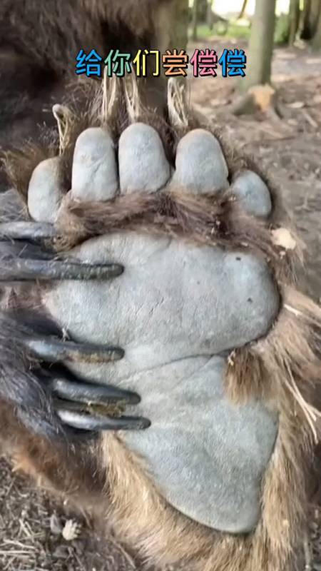 搞笑配音#听说有人要吃熊掌?来,给你舔舔