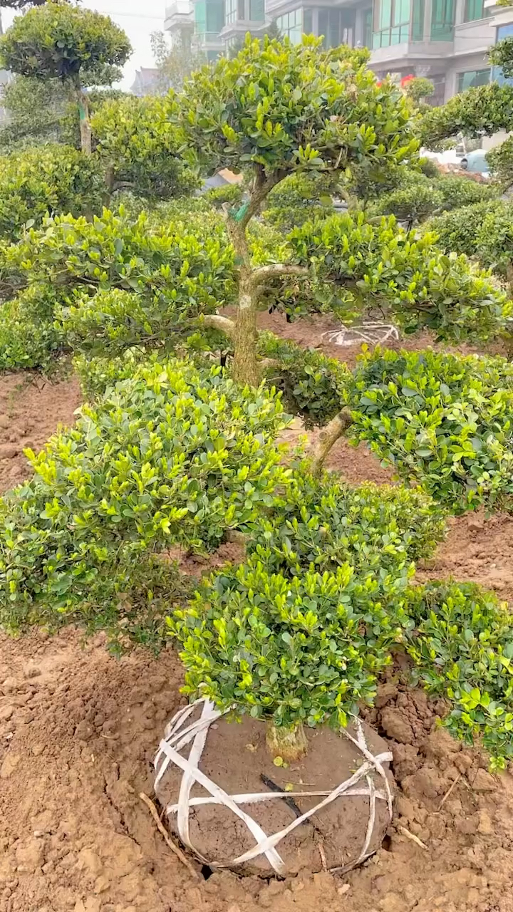 瓜子黄杨造型树,四季常青不落叶