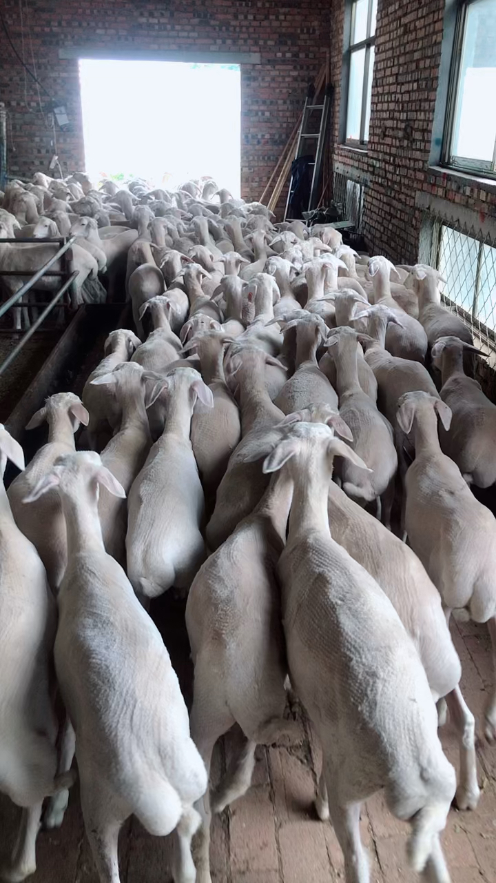 回新家吧!头胎湖羊母羊