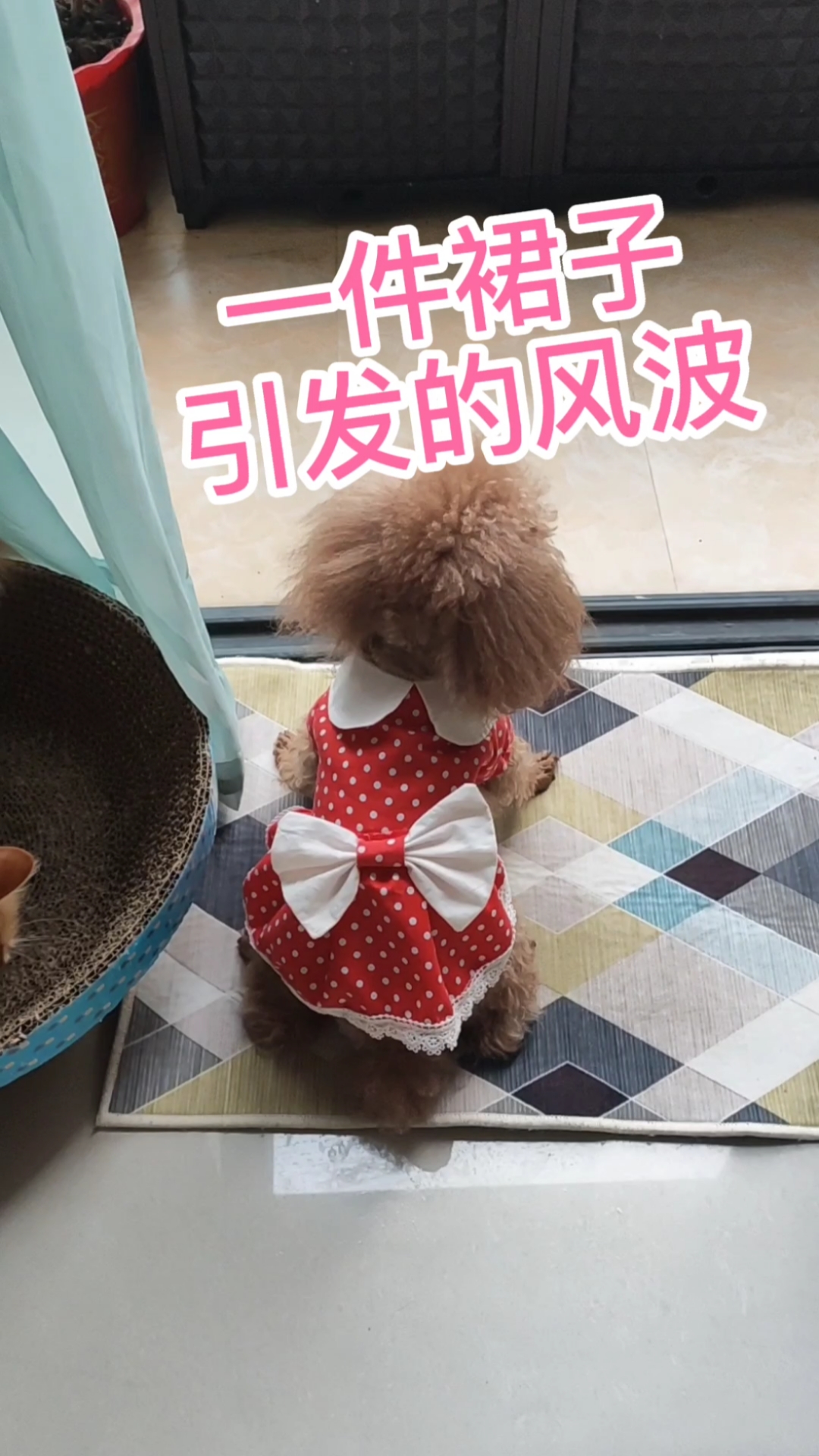 旧衣服改造狗狗衣服#小猫咪和小狗狗为了一件裙子搭起来了,你觉得