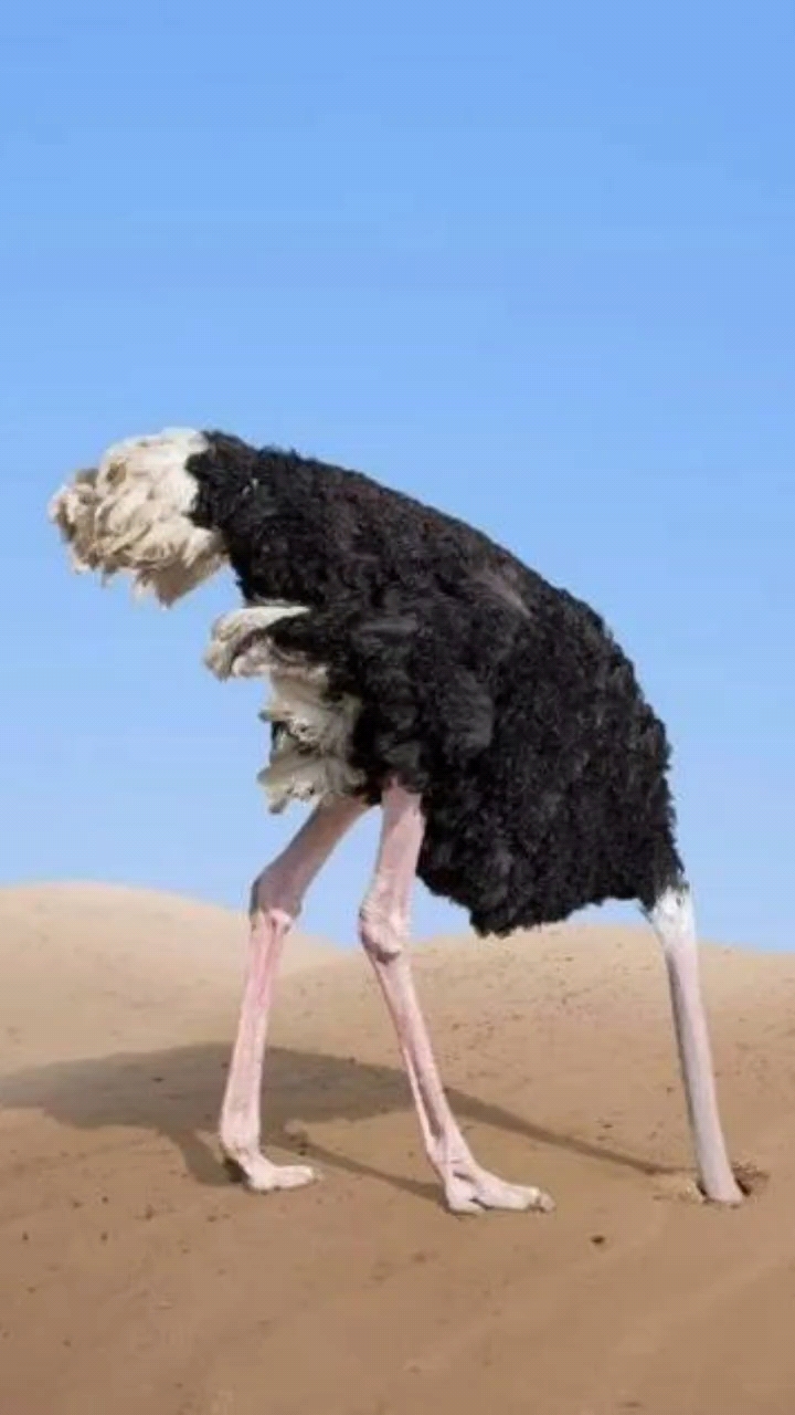 要想成功,必须摆脱逃避问题的鸵鸟心态!