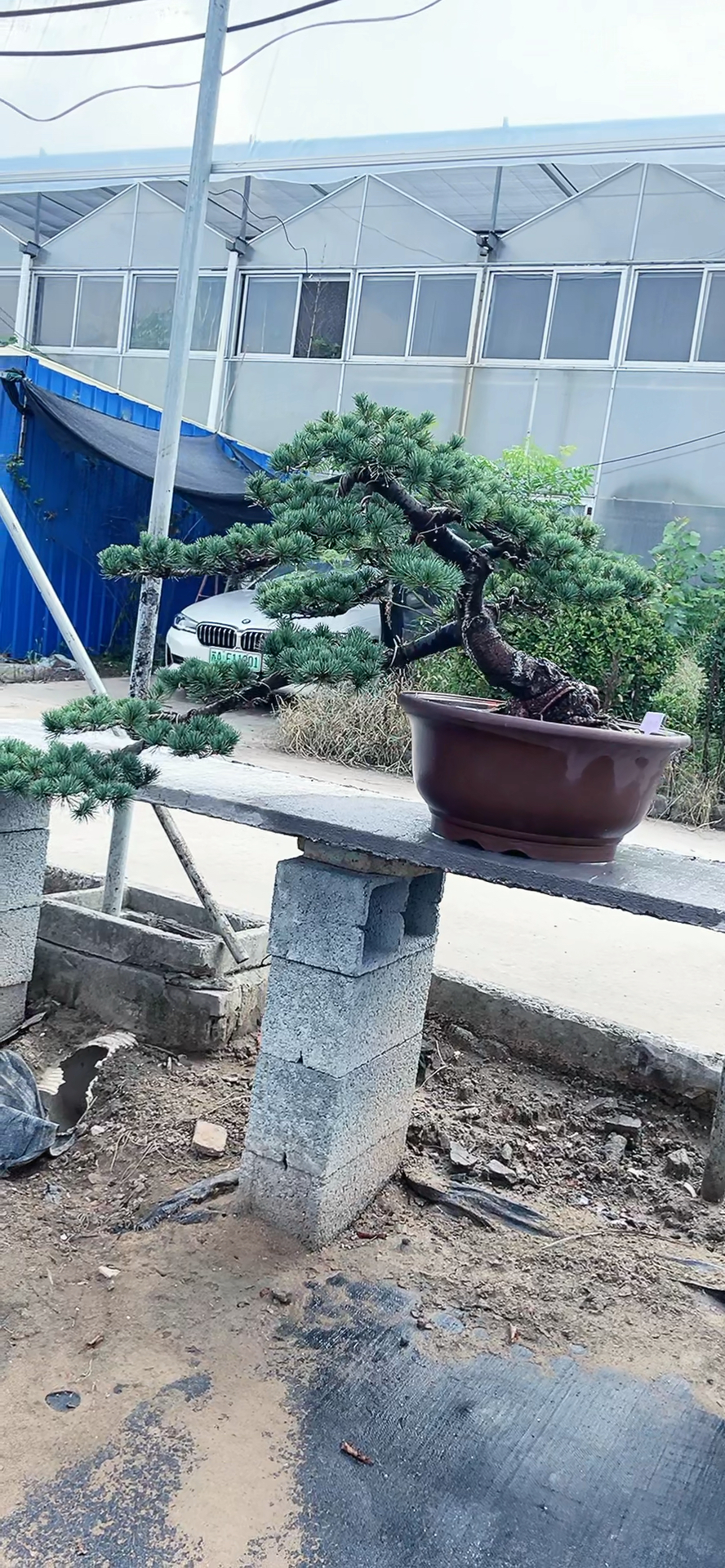 这样大飘枝临水五针松喜欢不
