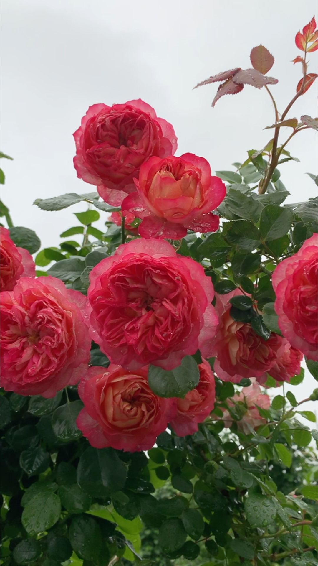 华景月季园#藤宝贝