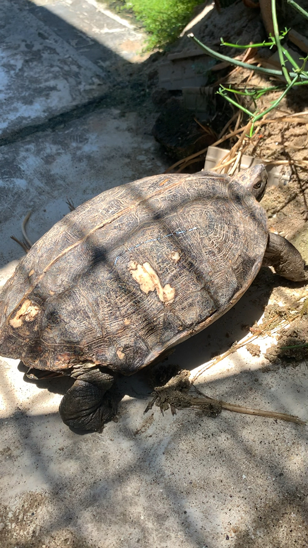乌龟#一只养了10几年的老亚巨了,岁月痕迹都在身上