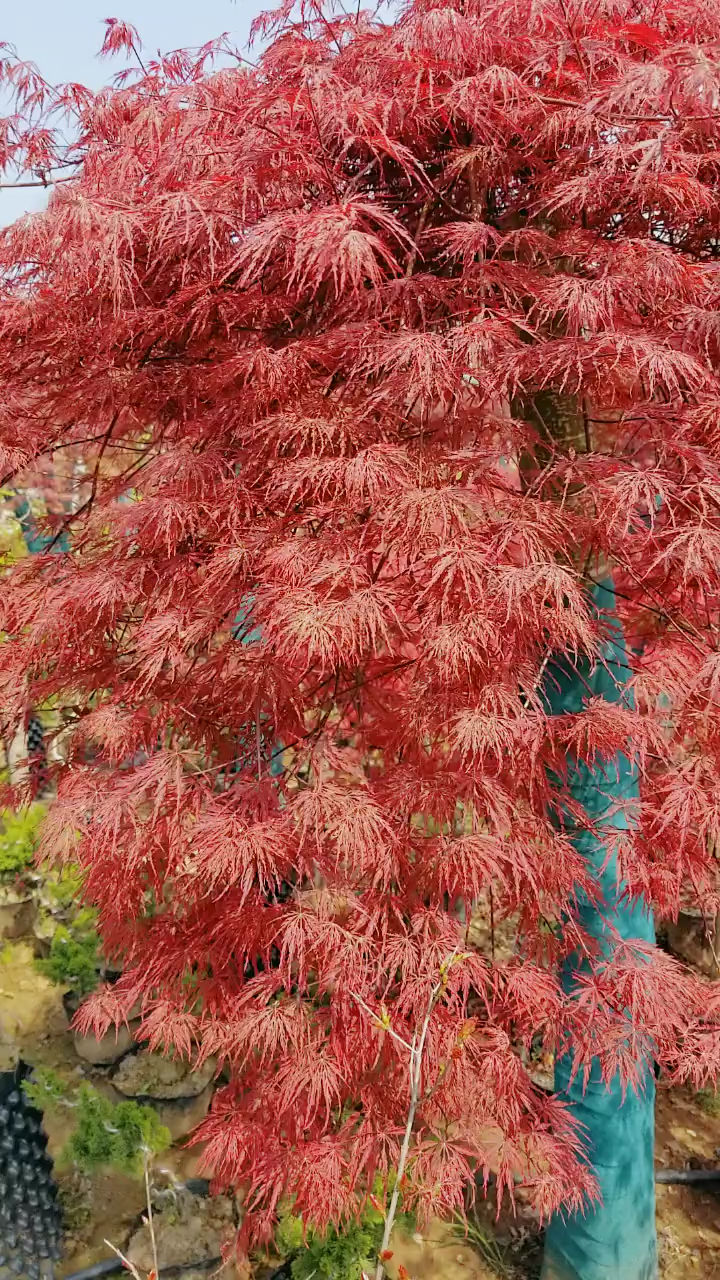 精品羽毛枫耐寒耐旱南北方都可以栽植