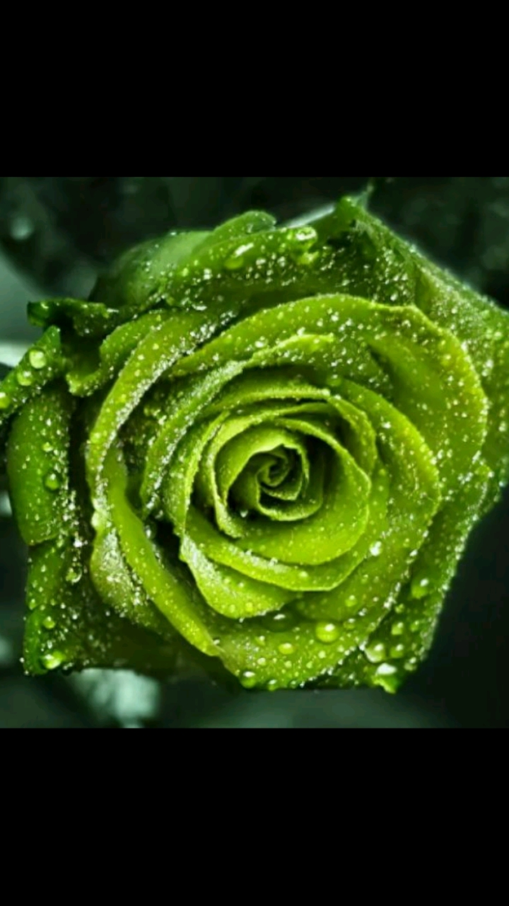 带露水的玫瑰花