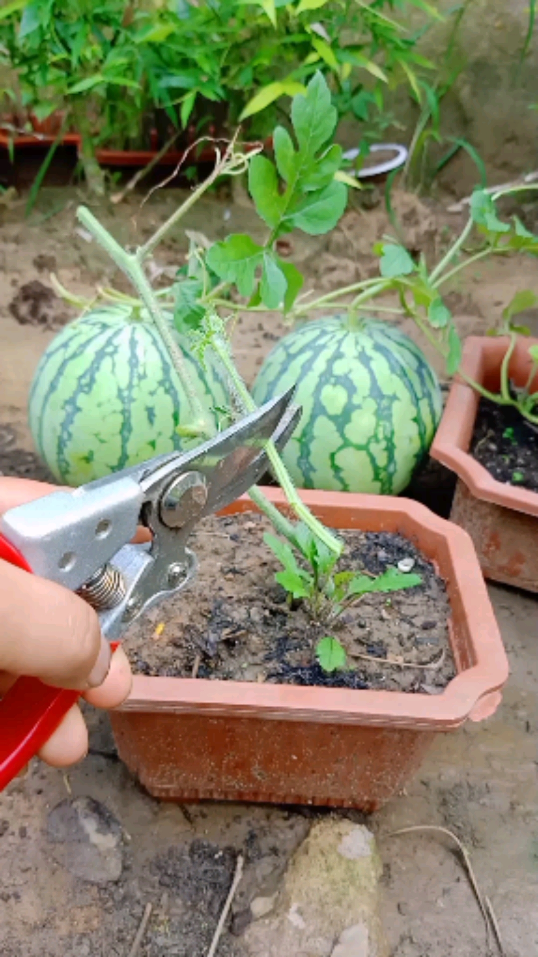 嫁接技术#西瓜劈接后提高产量数倍