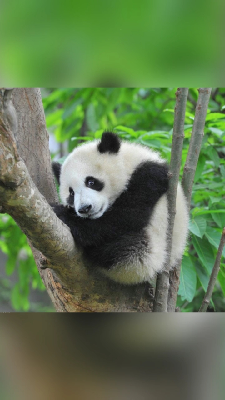 萌萌的熊猫宝贝可爱极呢!