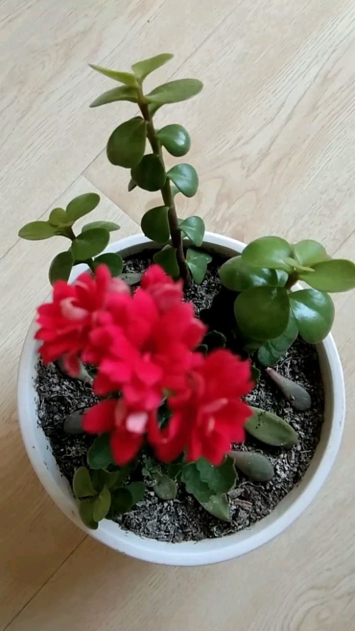 我的小花园长寿花金枝玉叶