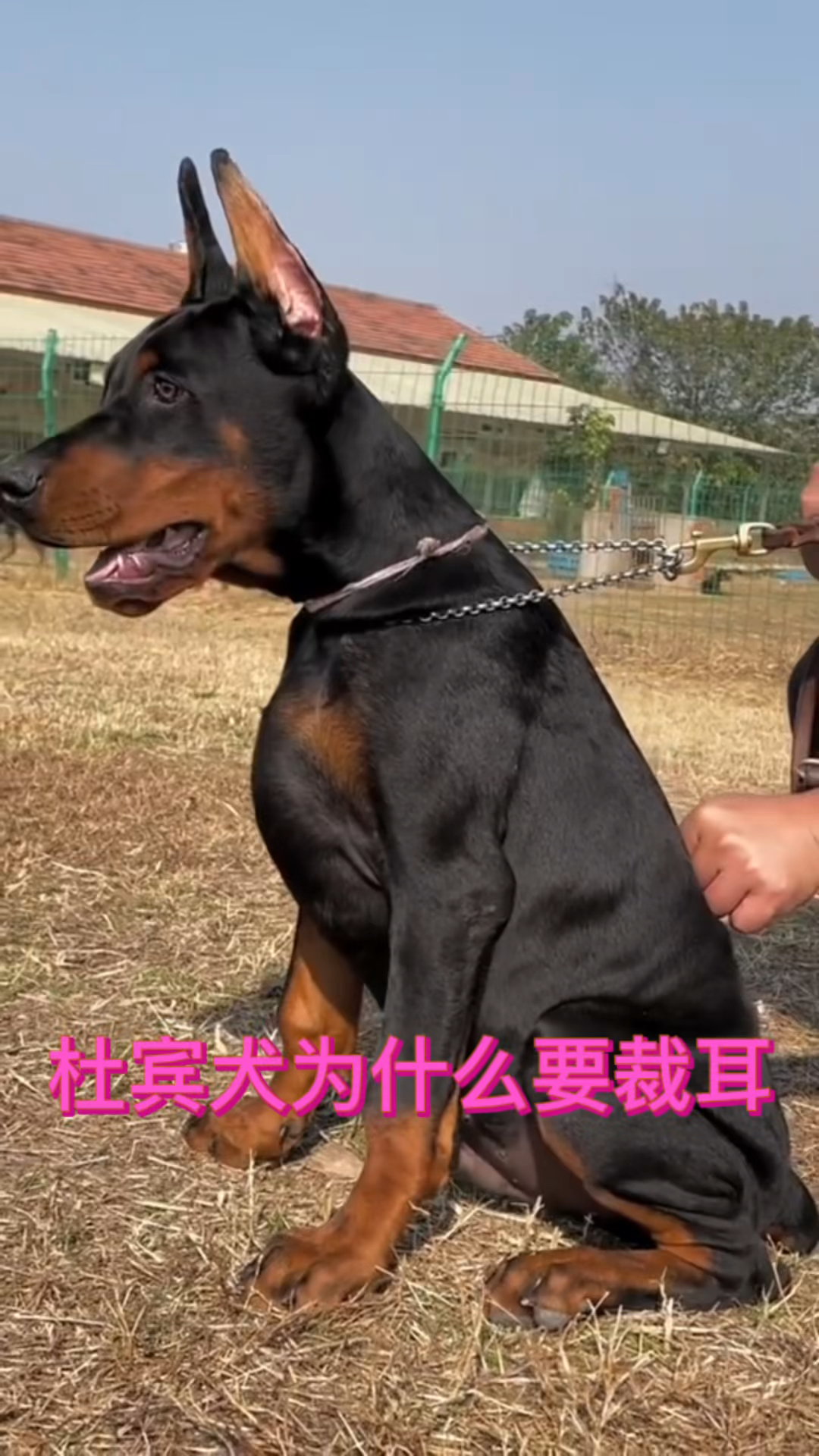 杜宾犬杜宾犬为什么要剪耳