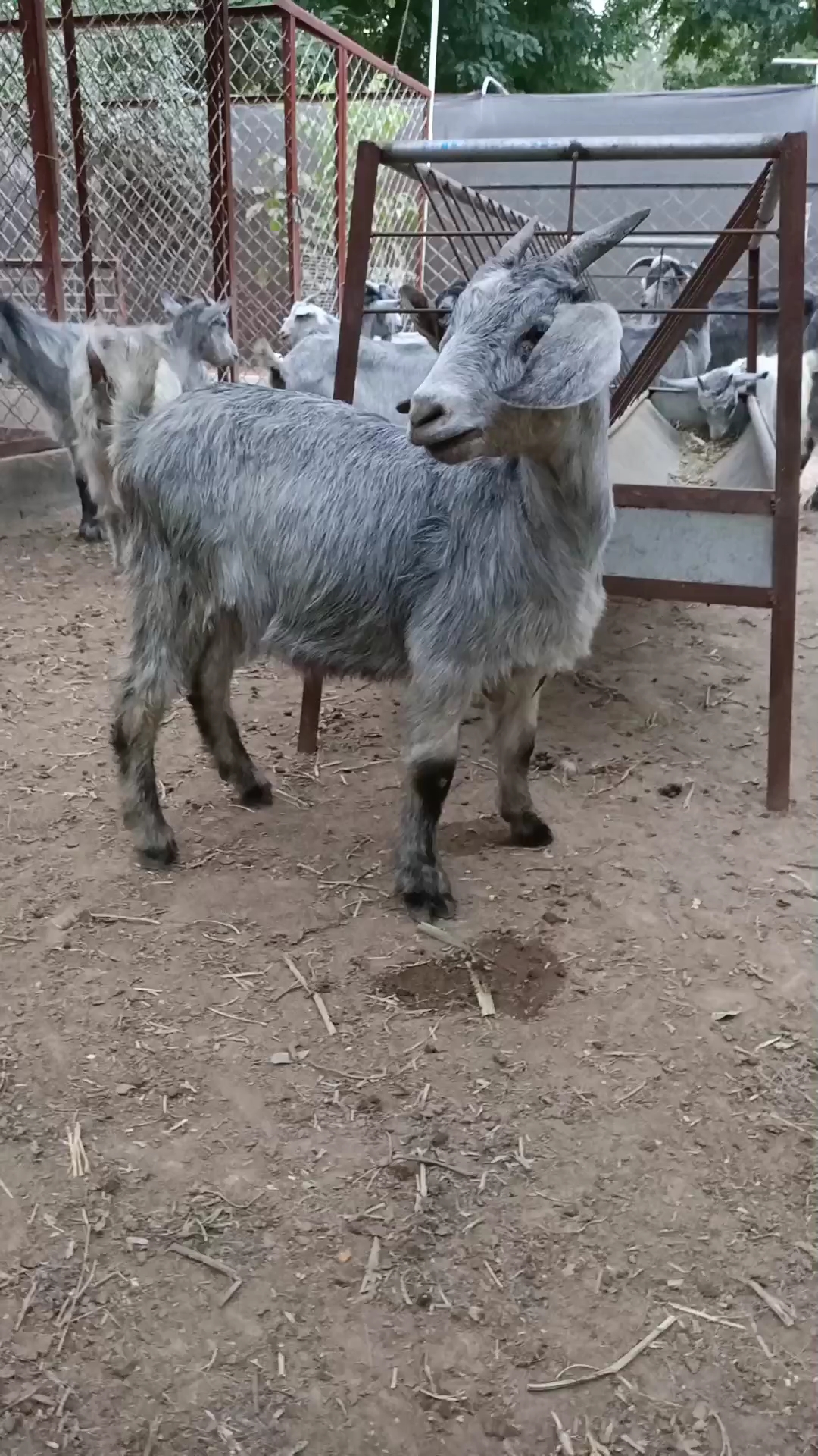 青山羊#鲁西南青山羊#多胎羊