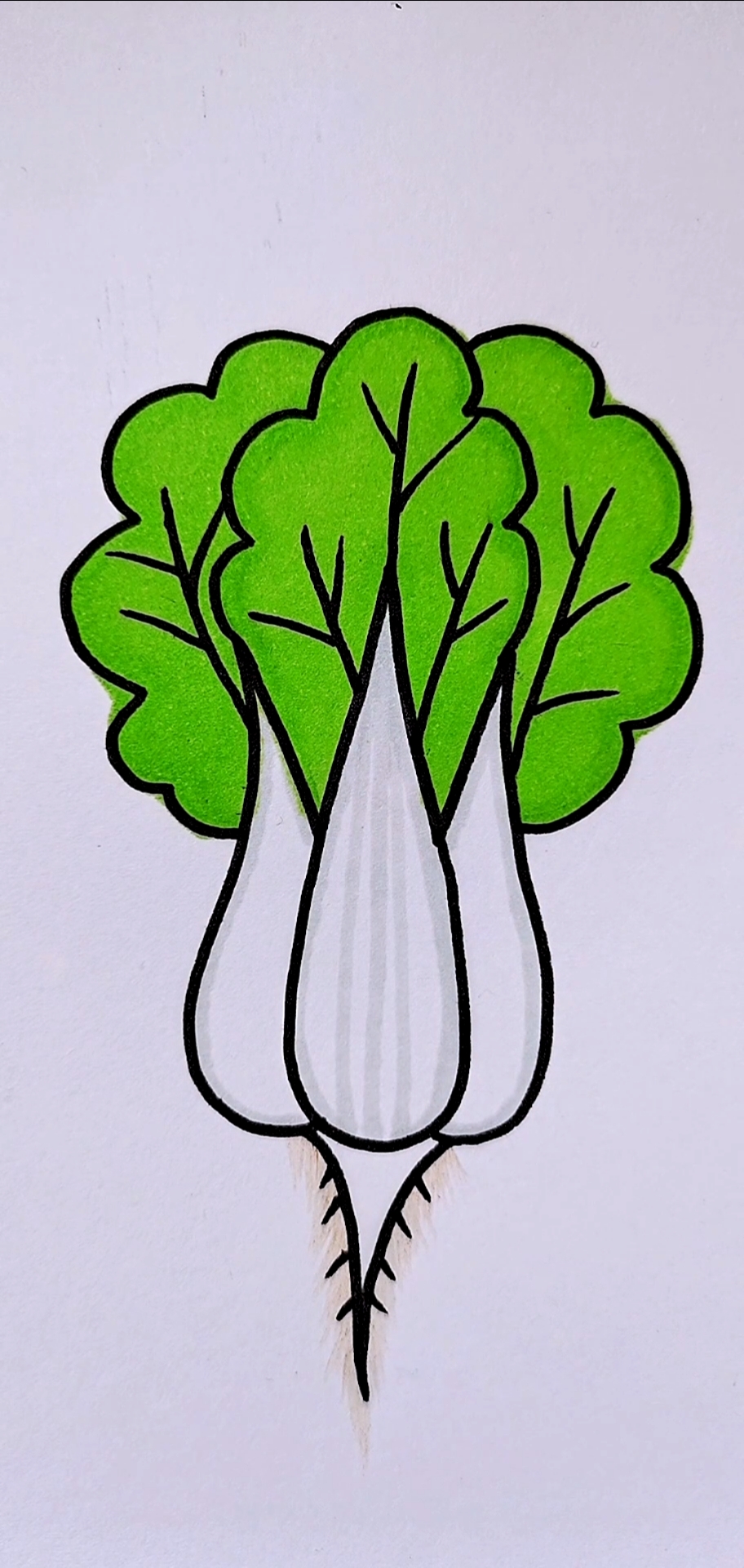 大白菜生长过程简笔画图片